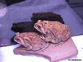 Bufo melanostictus (Duttaphrynus melanostictus) 04